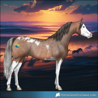 Horse Color:Bay Splash Skewed Appaloosa Rabicano