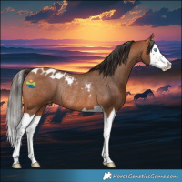 Horse Color:Bay Splash Skewed Appaloosa Rabicano 