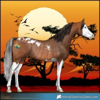 Horse Color:Bay Splash Skewed LP Spotted Rabicano 
