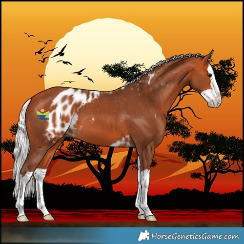 Horse Color:Silver Bay Splash Skewed LP Spotted 