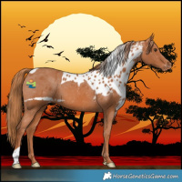 Horse Color:Chestnut Skewed LP Spotted 