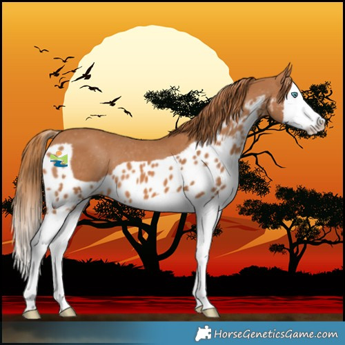 Horse Color:Chestnut Splash Skewed LP Spotted 