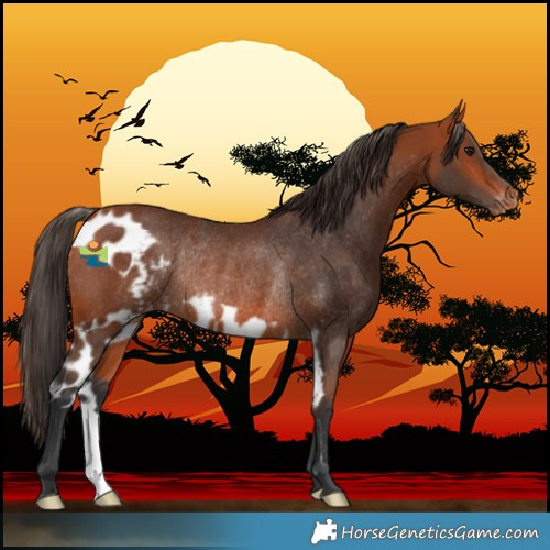 Horse Color:Bay Skewed LP Spotted Rabicano 