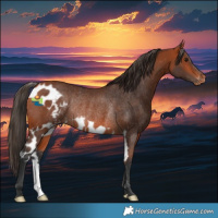 Horse Color:Bay Skewed Appaloosa Rabicano