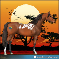 Horse Color:Bay Skewed LP Spotted 