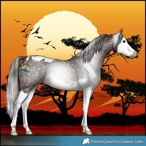 Horse Color:Gray Bay Splash Skewed LP Spotted 