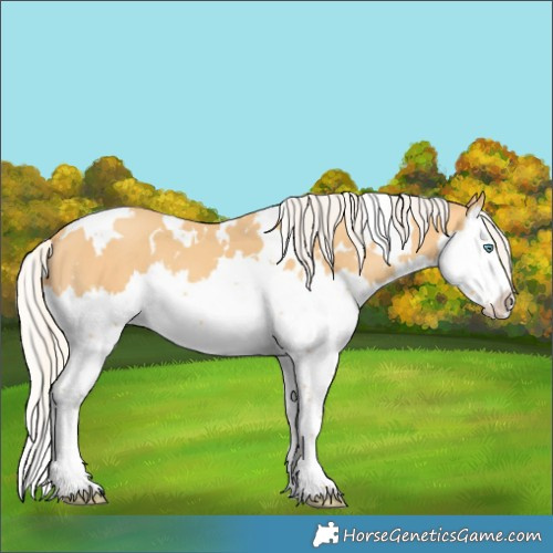 Horse Color:White Spotted Silver Amber Cream Champagne Splash 