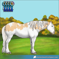 Horse Color:White Spotted Silver Amber Cream Champagne Splash 