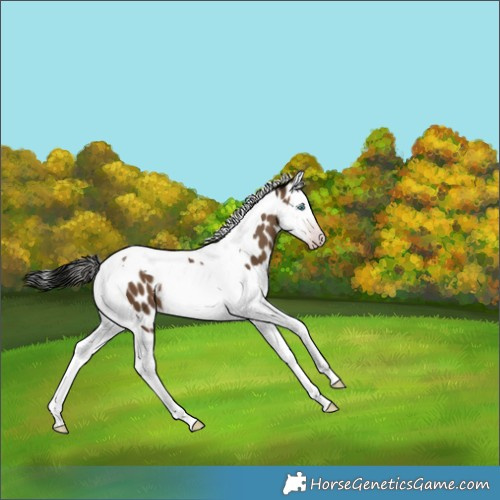 Horse Color:Gray Sable Champagne Splash Tobiano Appaloosa
