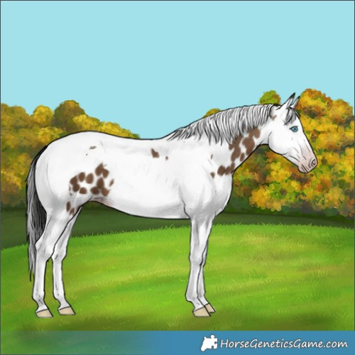 Horse Color:Gray Sable Champagne Splash Tobiano Leopard 