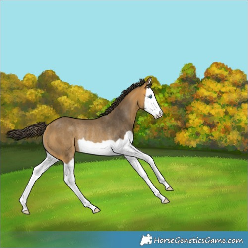 Horse Color:Buckskin Splash Rabicano