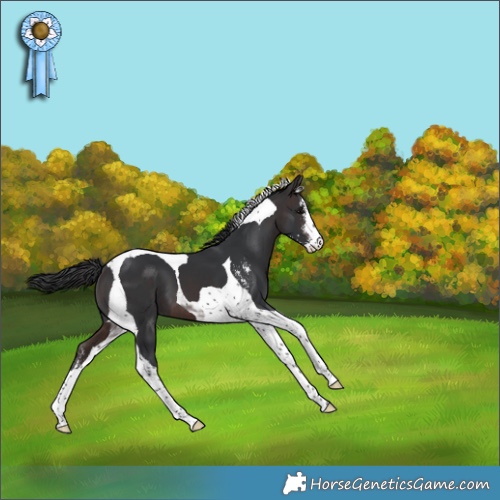 Horse Color:Brown Sabino Tobiano Appaloosa