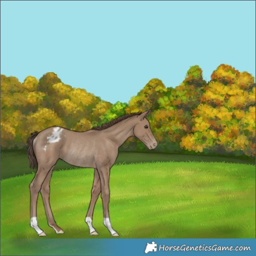 Horse Color:Classic Champagne Varnish Rabicano 