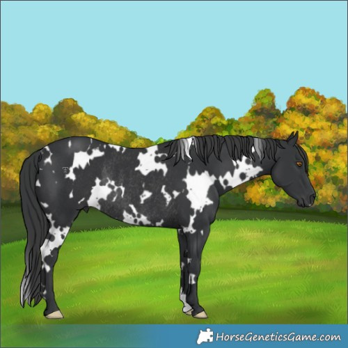 Horse Color:White Spotted Black Rabicano 