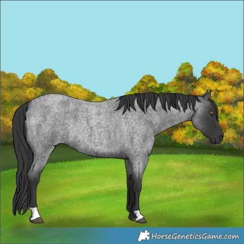 Horse Color:Blue Roan Rabicano 