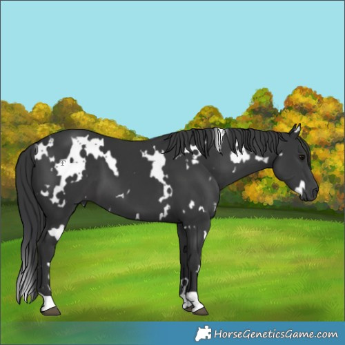 Horse Color:White Spotted Black 