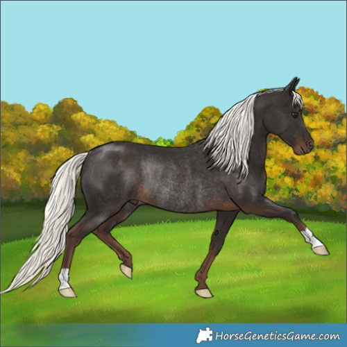 Horse Color:Liver Chestnut Mushroom Rabicano 