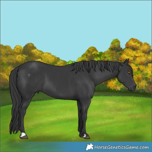 Horse Color:Black 