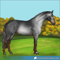 Horse Color:Gray Liver Chestnut 
