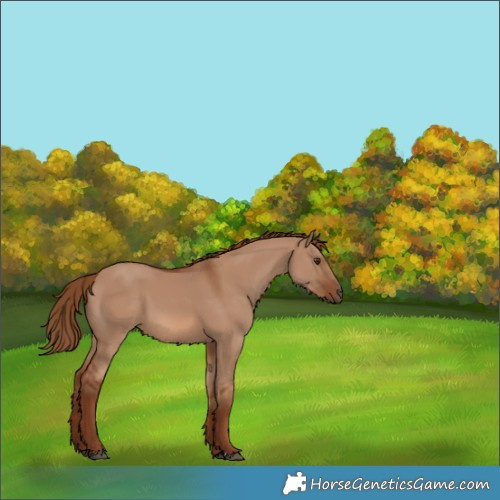 Horse Color:Red Dun 