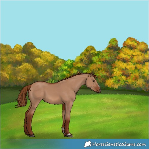 Horse Color:Red Dun 