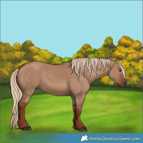 Horse Color:Red Dun