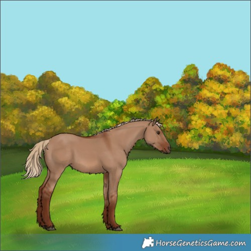 Horse Color:Red Dun 