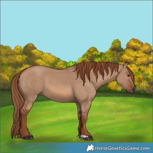 Horse Color:Red Dun