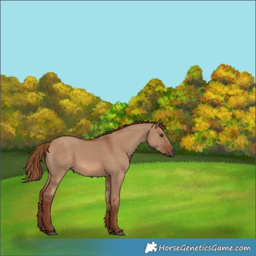 Horse Color:Red Dun 