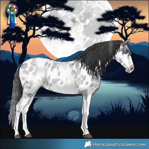 Horse Color:White Spotted Blue Roan Splash Frame Near Leopard 