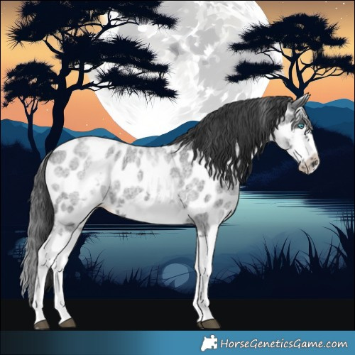 Horse Color:White Spotted Blue Roan Splash Frame Near Leopard