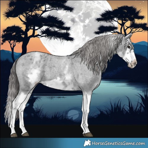 Horse Color:White Spotted Blue Roan Splash Frame Varnish