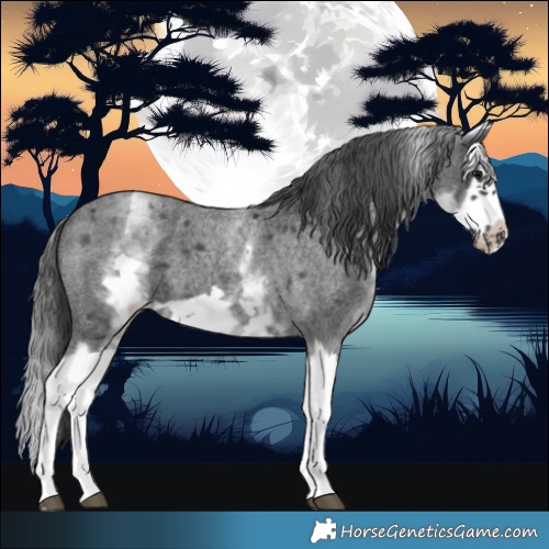 Horse Color:White Spotted Blue Roan Splash Frame Appaloosa 