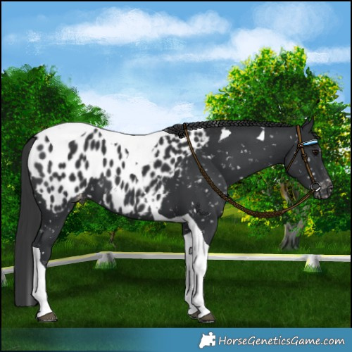 Horse Color:Black Tobiano Appaloosa 
