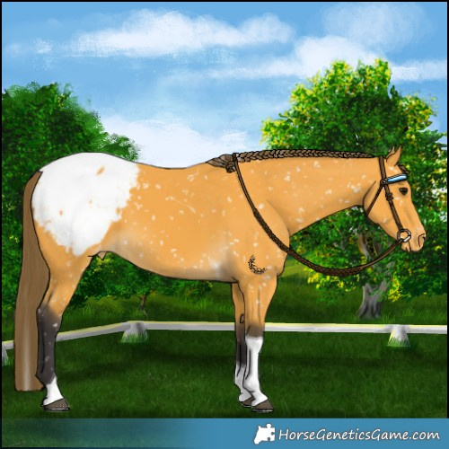 Horse Color:Buckskin Tobiano Snowcap 