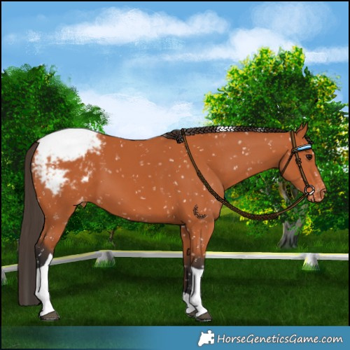 Horse Color:Bay Tobiano Appaloosa 