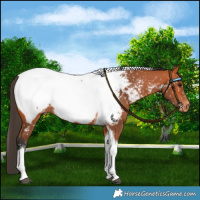 Horse Color:Bay Tobiano Near Fewspot