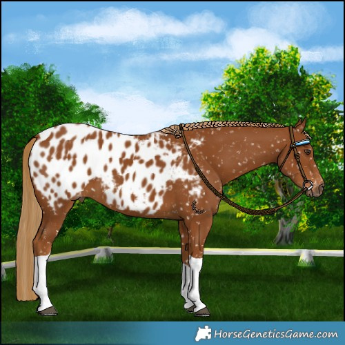 Horse Color:Gray Chestnut Tobiano Near Leopard 