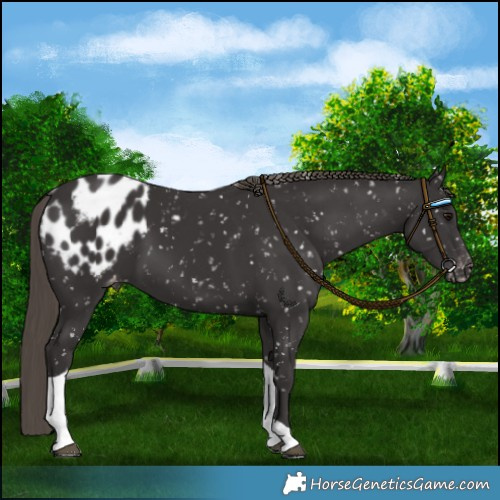Horse Color:Smoky Black Tobiano Appaloosa 