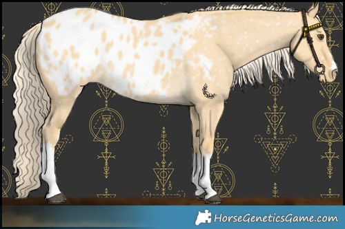 Horse Color:Palomino Dun Tobiano Appaloosa 