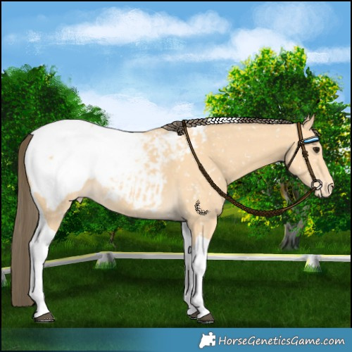 Horse Color:Buckskin Tobiano Snowcap 