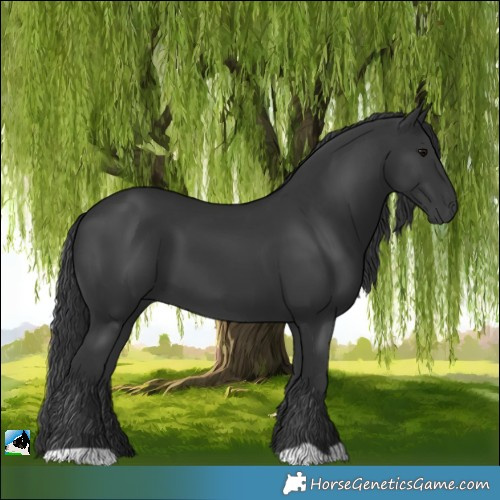 Horse Color:Black 
