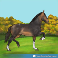 Horse Color:Buckskin Tobiano