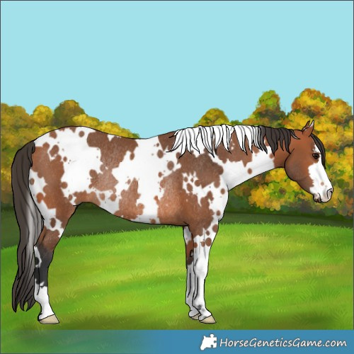 Horse Color:White Spotted Bay Rabicano 