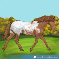Horse Color:Chestnut Appaloosa 