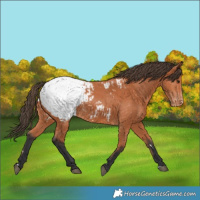 Horse Color:Bay Snowcap