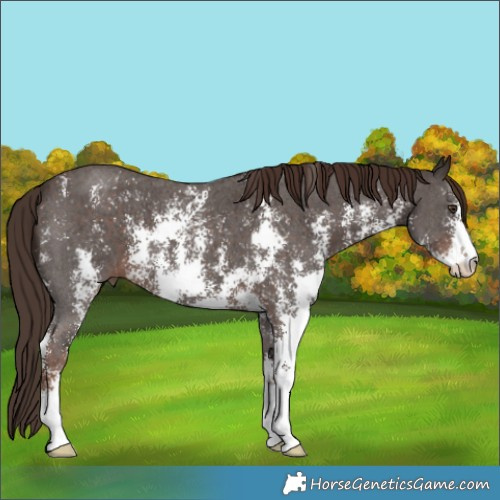Horse Color:Liver Chestnut Sabino 
