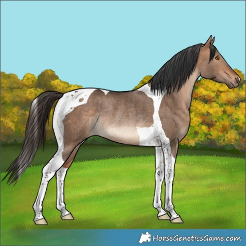 Horse Color:Bay Dun Tobiano Rabicano