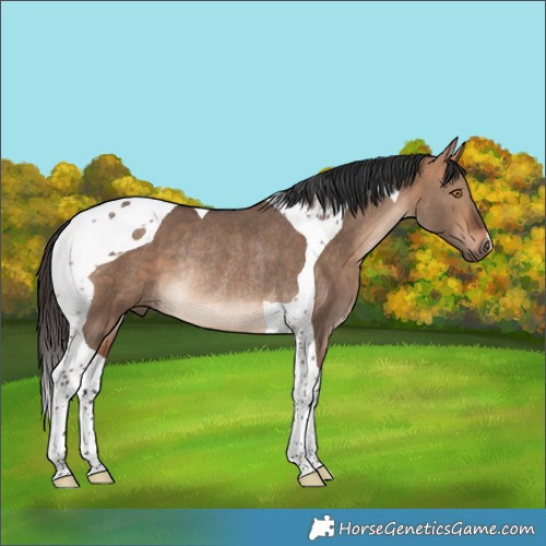 Horse Color:Bay Dun Tobiano Rabicano 