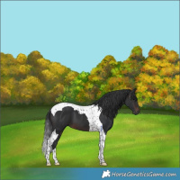 Horse Color:Brown Tobiano 